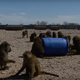 Illustration for article titled Brilliant Baboons Escape From Texas Biolab Using Their Captors' Own Barrels